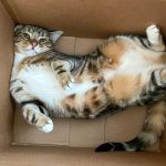 Mengapa Kucing Berbulu Beragam Warna dan Pola?