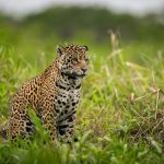 7 Makna Mimpi Jaguar, Tanda Kesuksesan hingga Peringatan