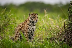 7 Makna Mimpi Jaguar, Tanda Kesuksesan hingga Peringatan