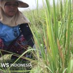 Mentan Tegaskan Larangan Impor Beras Ilegal untuk Percepat Swasembada