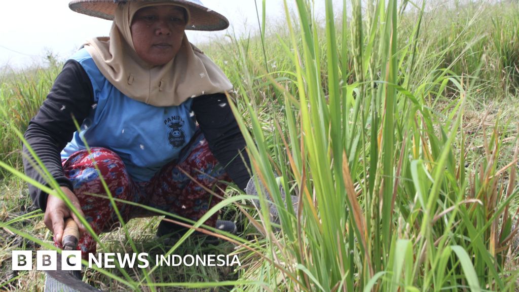 Mentan Tegaskan Larangan Impor Beras Ilegal untuk Percepat Swasembada Mentan Tegaskan Larangan Impor Beras Ilegal untuk Percepat Swasembada