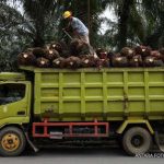 Bumi Makmur Anugerahagung Percaya Konsumsi CPO Dalam Negeri Tumbuh Pesat