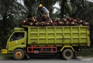 Bumi Makmur Anugerahagung Percaya Konsumsi CPO Dalam Negeri Tumbuh Pesat
