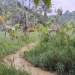Lumpur Abu-abu Mengancam Tanaman Petani di Samarinda