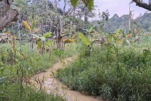 Lumpur Abu-abu Mengancam Tanaman Petani di Samarinda