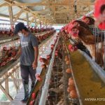 Danantara Tambah Modal untuk Bisnis Unggas, Pengamat: Libatkan Peternak Lokal