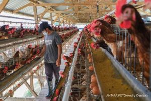 Danantara Tambah Modal untuk Bisnis Unggas, Pengamat: Libatkan Peternak Lokal
