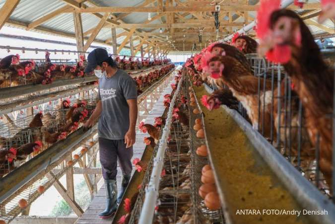 Danantara Tambah Modal untuk Bisnis Unggas, Pengamat: Libatkan Peternak Lokal Danantara Tambah Modal untuk Bisnis Unggas, Pengamat: Libatkan Peternak Lokal
