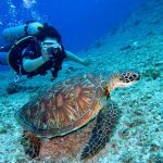 Ingin Menjelajah Laut Biru Jernih? 13 Tempat Snorkeling Terbaik di Indonesia