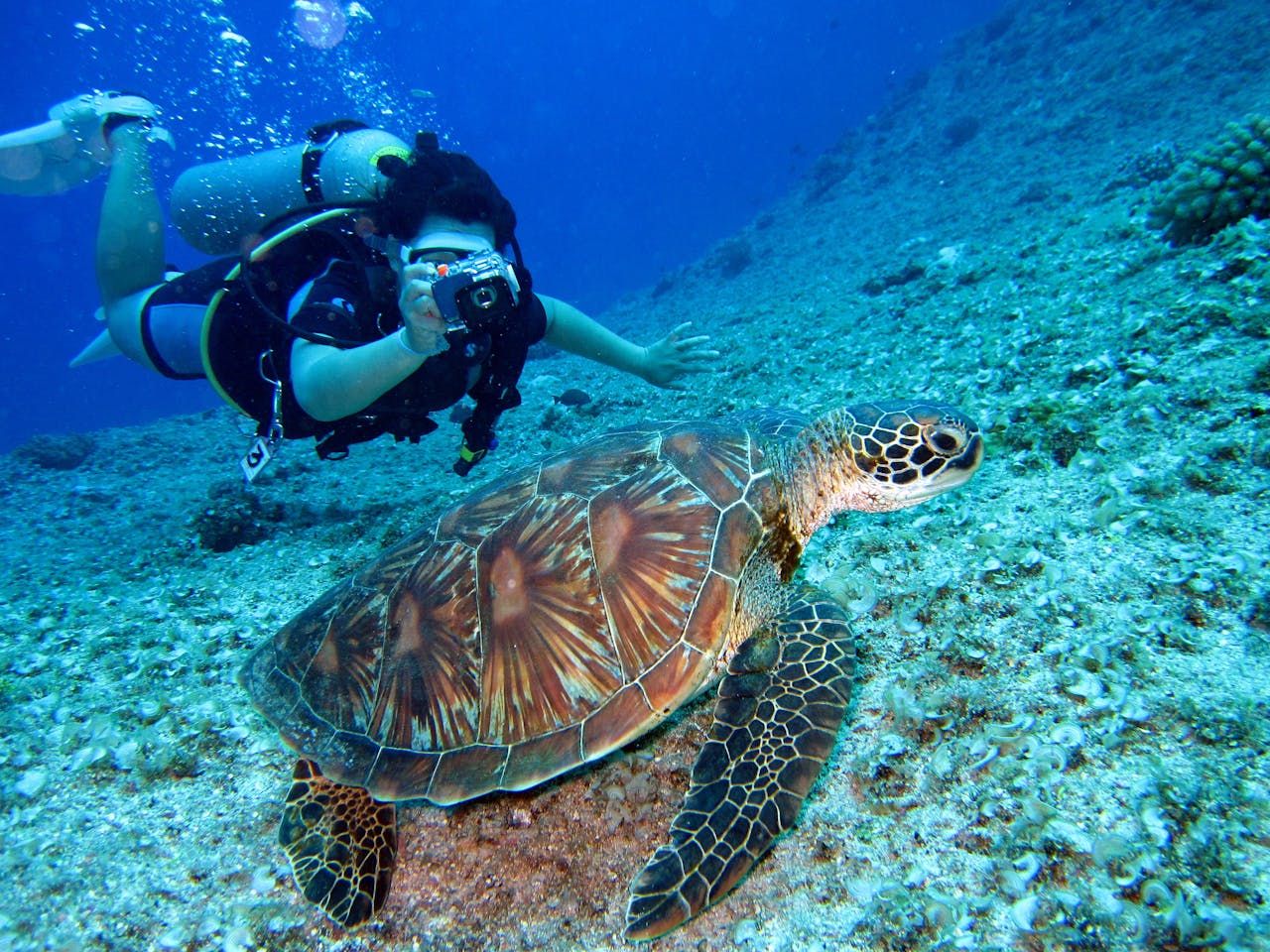 Ingin Menjelajah Laut Biru Jernih? 13 Tempat Snorkeling Terbaik di Indonesia Ingin Menjelajah Laut Biru Jernih? 13 Tempat Snorkeling Terbaik di Indonesia