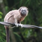 5 Fakta Menarik Silvery Brown Tamarin, Merawat Anak Tapi Tak Diperhatikan