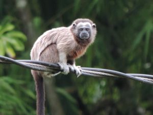 5 Fakta Menarik Silvery Brown Tamarin, Merawat Anak Tapi Tak Diperhatikan