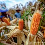 BPS Prediksi Panen Jagung Nasional Naik 20,91% YoY pada November – Januari 2026
