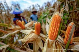 BPS Prediksi Panen Jagung Nasional Naik 20,91% YoY pada November – Januari 2026