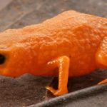 Bukan Warna Mencolok, Suara Kawin Jadi Kunci Temukan Spesies Baru