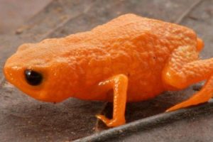Bukan Warna Mencolok, Suara Kawin Jadi Kunci Temukan Spesies Baru