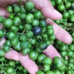 Bi Darmi dan Leunca: Superfood Lokal dalam Menu Harian