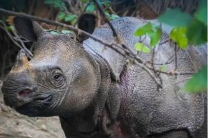 5 Taman Indah Indonesia Masuk UNESCO!