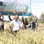 Pemkab dan Kejari Tanggamus Gelar Panen Raya Padi
